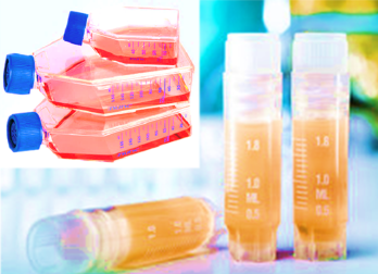 Luciferase-Labeled Human Colorectal Adenocarcinoma Cells (SW620+LUC)