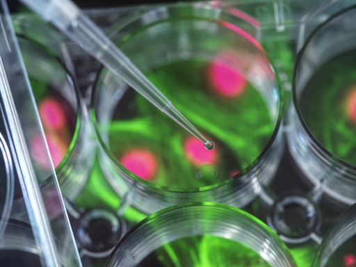 [SA-CAS9-48] U2OS cells stably expressing VPAC1 Receptor and cAMP Biosensor