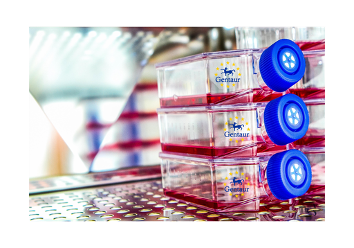 [GEN-CSI047Ra01-500k] Primary MC Cell, Rat