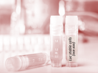 [SK-AKTIIV-198] Luciferase-Labeled Caco-2 Cells (Caco-2 + LUC)